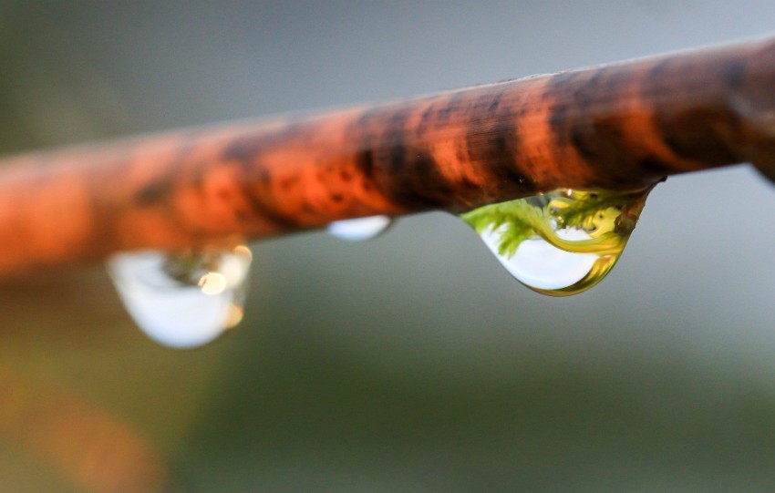 01 kasvu.jpg.jpg
